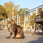 Nicosia: Express Walk with a Local in 60 minutes - Meeting and Starting Off