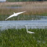 Nida: Bird-Watching Adventure in Nemunas Delta - What You Can Expect on the Tour