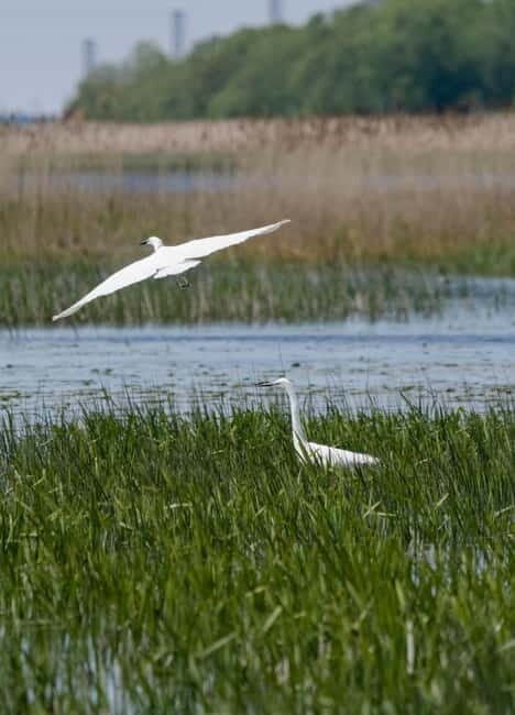 Nida: Bird-Watching Adventure in Nemunas Delta - What You Can Expect on the Tour