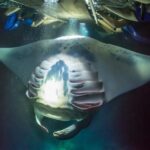 Night Manta Ray Experience - Whats Included and Whats Not?