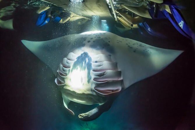 Night Manta Ray Experience - Whats Included and Whats Not?