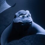 Night Manta Ray Snorkel with Videos - Final Thoughts