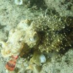 Night Snorkeling Tour - Who Will Love This Tour?