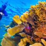 Nizuc Reef Snorkel Experience - Duration and Flexibility