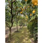 Nonna Concettina Sorrento Lemon Tour - Walk Through the Lemon Grove