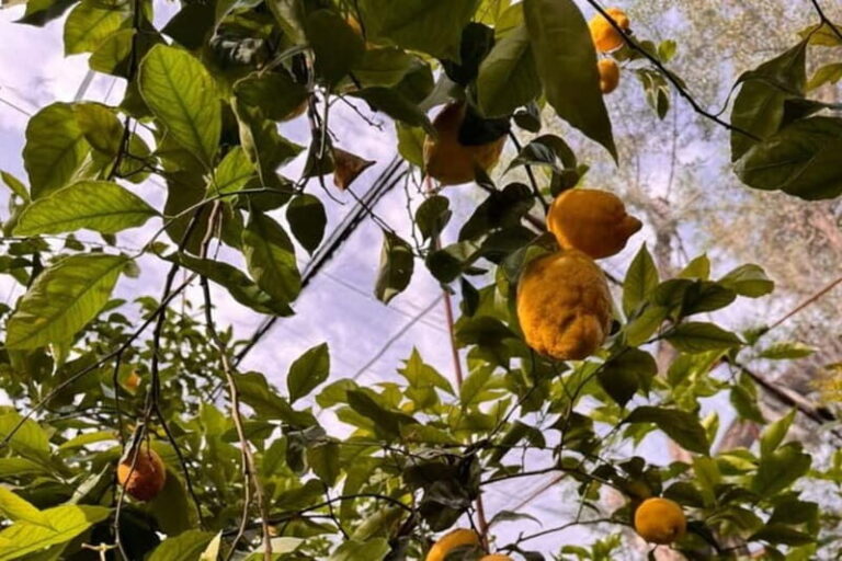 Nonna Concettina Sorrento lemon tour Lemon Tour - Who Will Love This Tour?