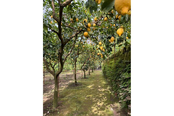 Nonna Concettina Sorrento Lemon Tour - Walk Through the Lemon Grove