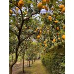 Nonno Mario Sorrento Lemon tour - Who Will Love This Tour?