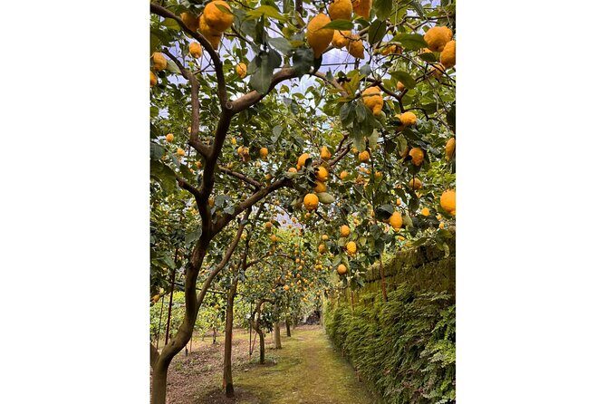 Nonno Mario Sorrento Lemon tour - Who Will Love This Tour?