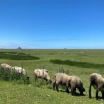 Normandy: Private Guided Tour with a Local Expert - What Travelers Say