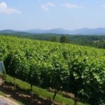North Georgia Wine Country Tour from Atlanta - The Sum Up