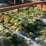 North Shore Dole Pineapple Farm Tour - Who Should Consider This Tour?