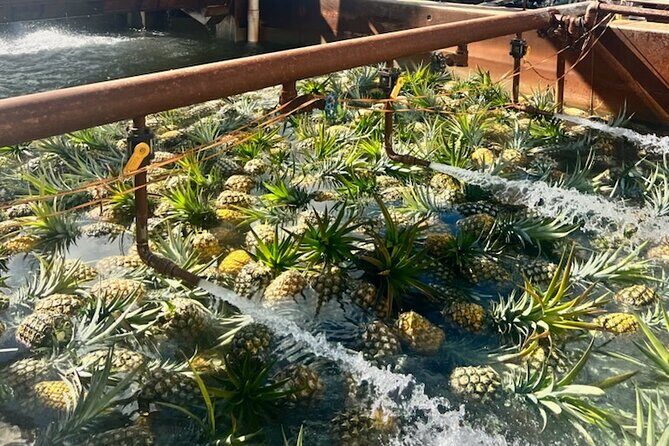 North Shore Dole Pineapple Farm Tour - Who Should Consider This Tour?