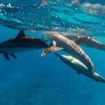 North Shore Oahu Snorkeling Tour - The Bottom Line