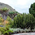 Northern Gran Canaria tour with botanical garden visit - Who Is This Tour Best For?