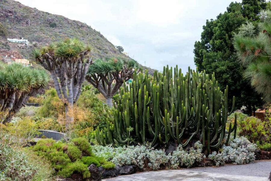 Northern Gran Canaria tour with botanical garden visit - Who Is This Tour Best For?