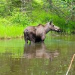 Northern Lights Experience in Anchorage - The Verdict: Who Should Consider This Tour?