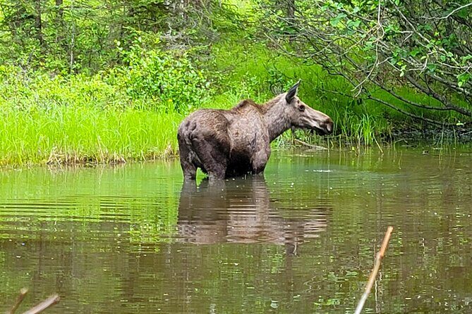 Northern Lights Experience in Anchorage - The Verdict: Who Should Consider This Tour?