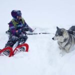 Northern Norway: guided snowshoe tour with a husky - What’s Worth Noting