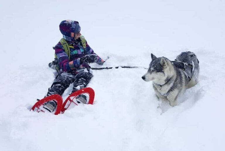 Northern Norway: guided snowshoe tour with a husky - What’s Worth Noting