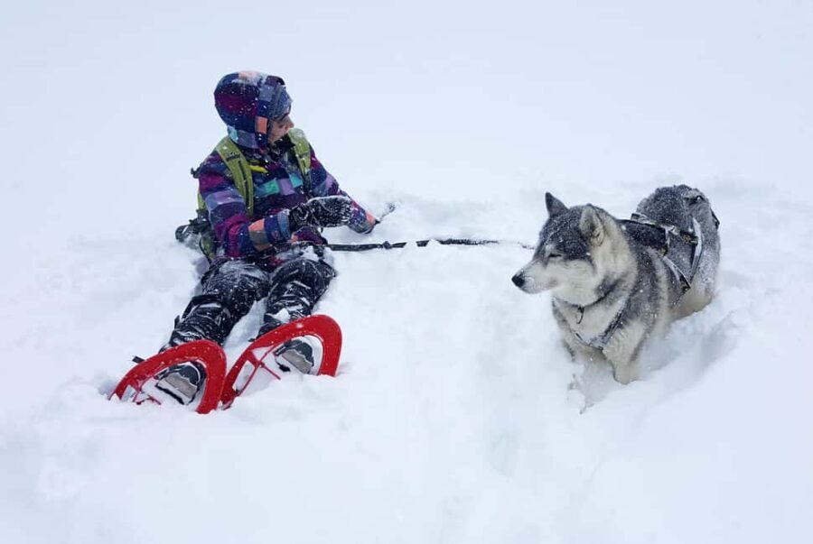 Northern Norway: guided snowshoe tour with a husky - What’s Worth Noting
