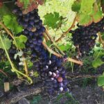 Northern Rhône Valley Wine tour from Lyon Half Day - Transport, Group Size, and Logistics