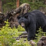 Northern Yellowstone Safari from Cody, WY - The Value of This Tour