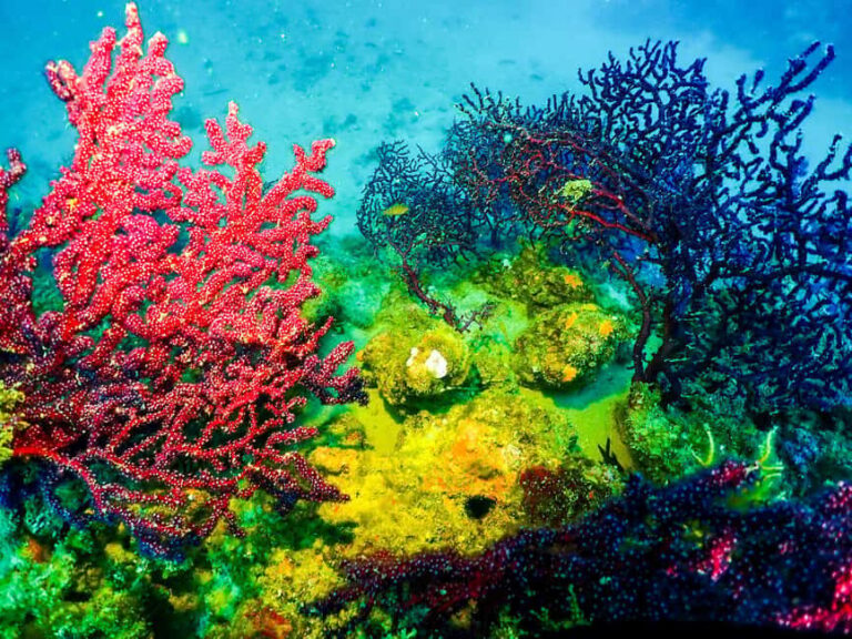 Novalja: Adriatic Sea Diving Experience - The Highlights