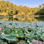 Novi Ligure: Vineyard Estate Tour & Lake Walk with Tasting - Gardens, Chapel, and Lemon House