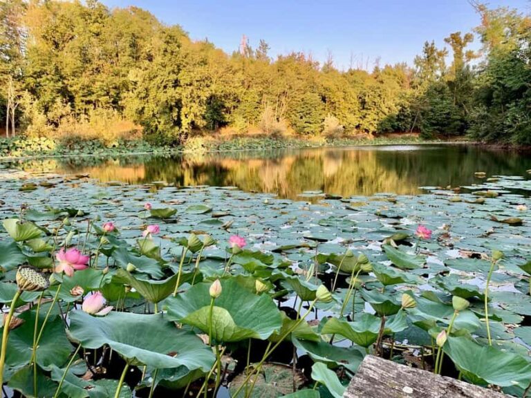 Novi Ligure: Vineyard Estate Tour & Lake Walk with Tasting - Gardens, Chapel, and Lemon House