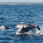 NP Brijuni Island Swimming & Dolphin Watching Sunset Cruise - The Itinerary in Detail