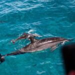 Oahu Dolphin Watch with Turtle Snorkel & Water Slide - What to Expect from the Tour