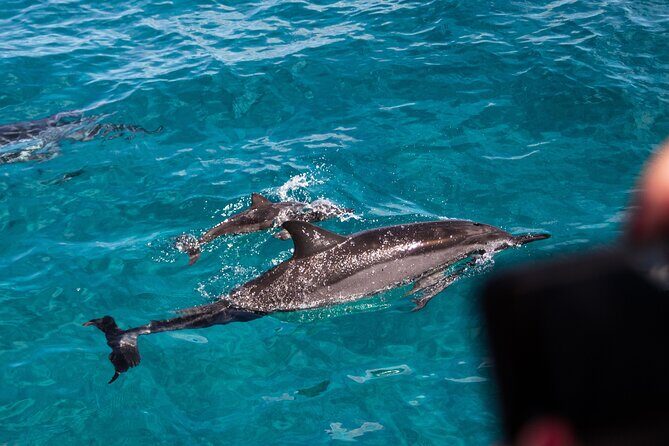 Oahu Dolphin Watch with Turtle Snorkel & Water Slide - What to Expect from the Tour