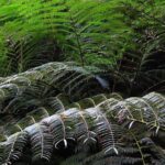 Oahu Hidden Waterfall Hike: A Tropical Paradise Adventure - The Experience in Detail