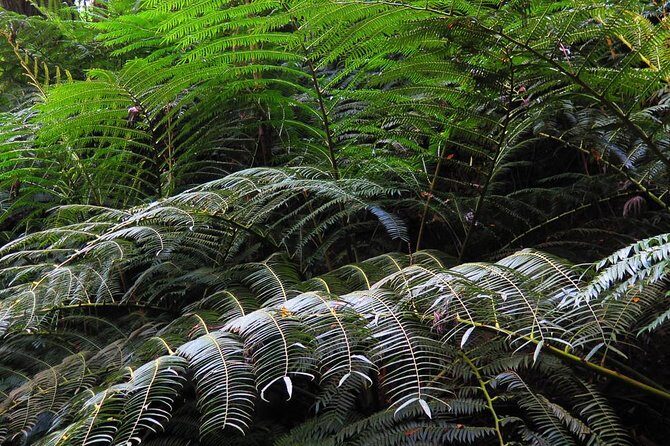Oahu Hidden Waterfall Hike: A Tropical Paradise Adventure - The Experience in Detail