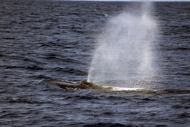 Oahu: Snorkeling and Dolphin Watch Cruise With Hawaiian Buffet - Pricing & Value