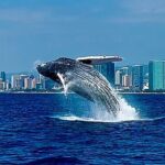 Oahu Whale Watch Tour & Waikiki Sunset Boat Tour - The Value of the Tour