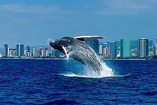 Oahu Whale Watch Tour & Waikiki Sunset Boat Tour - The Value of the Tour