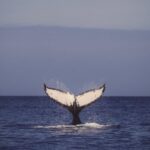 Oahu Whale Watching Excursion - The Value of This Whale Watching Tour