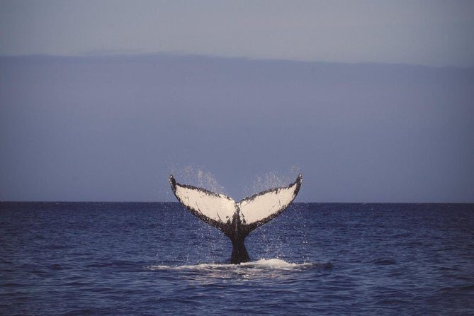 Oahu Whale Watching Excursion - The Value of This Whale Watching Tour