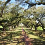 Oak Alley Plantation Half-Day Tour from New Orleans - The Sum Up