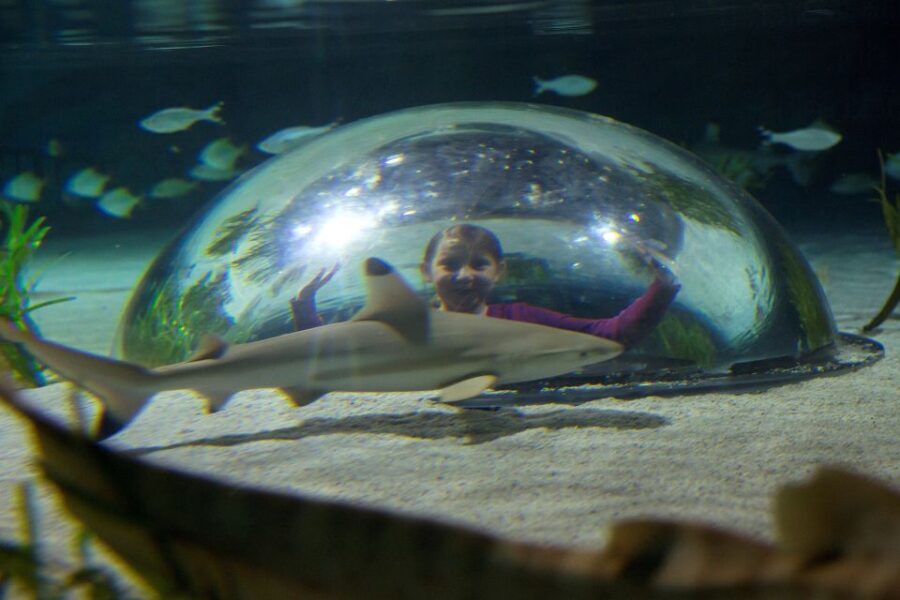 Oberhausen: SEA LIFE Oberhausen Entry Ticket - Is It Worth the Price?