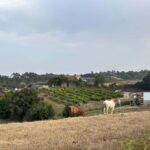 Óbidos Adventures: Walking Tours Beyond the Castle Walls - The Highlights of the Route