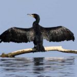 Óbidos: Lagoon Birdwatching Tour with Local Biologist - Practical Details