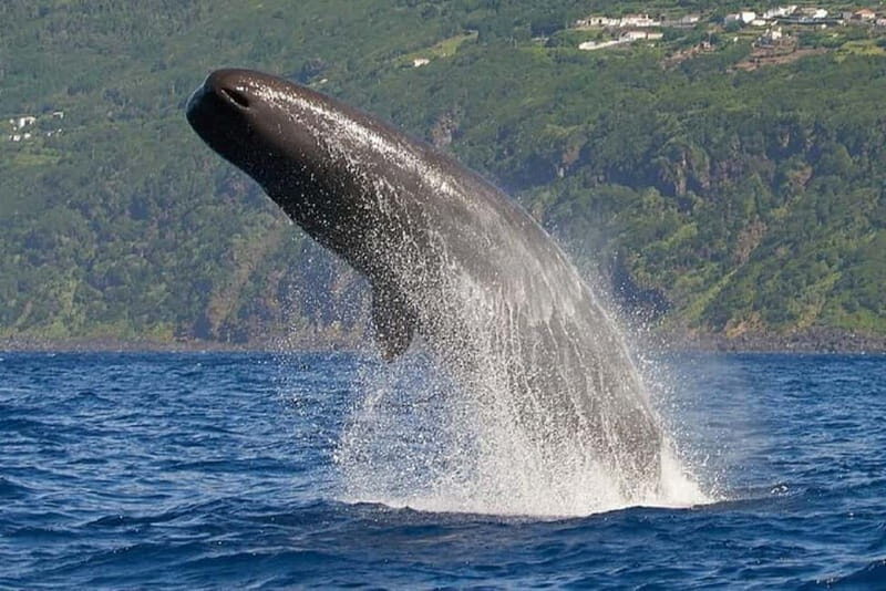 Observation of whales and dolphins in island Pico - Why This Tour Comes Highly Rated