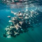 Ocean Safari: Sea Lions, Mobula Rays, Dolphins, Orcas & Whales - The Experience in Action