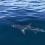 Ocean Safari Tour in Cabo San Lucas - The Value of the Experience