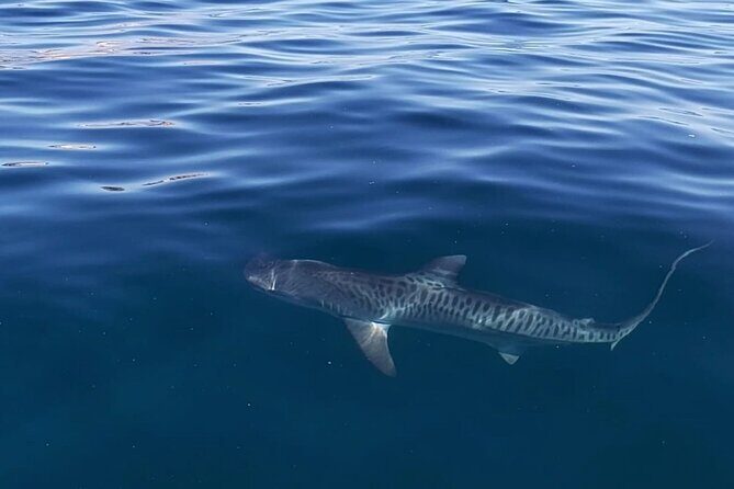 Ocean Safari Tour in Cabo San Lucas - The Value of the Experience