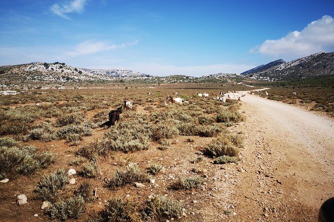 Off-road tour in the Supramonte and visit to Pischina Gurthàddala - The Experience and Value