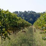 Off-road tour through vineyards and organic wine tasting at Villa Bogdano 1880 - The Viewpoint: A Panoramic Terrace of the Veneto